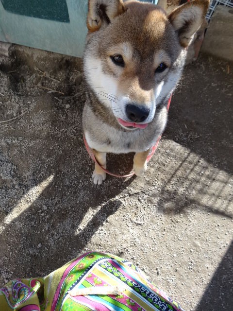 犬ごはんレシピ 小魚おせんべい 作り方みて チャレンジ 柴犬のきもち ミルキーのブログ