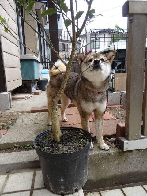 室外犬 熱中症 暑さ対策 キンカンの木を植えました 柴犬のきもち ミルキーのブログ