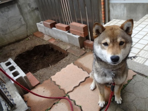 犬の熱中症対策 庭にキンカンの木を植えることにしました 柴犬のきもち ミルキーのブログ