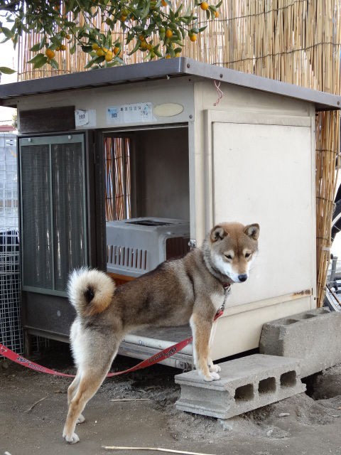 姫ちゃんのお下がり 大きな犬小屋の行方 柴犬のきもち ミルキーのブログ