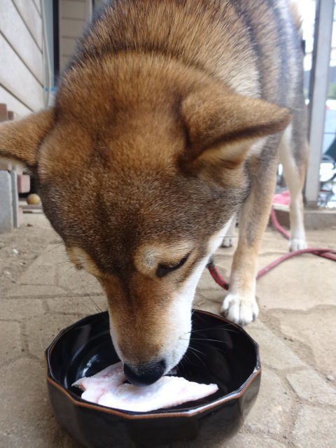 柴犬さんのおやつ 鶏肉 骨付き 手羽先 歯みがき用にも いいかな 柴犬のきもち ミルキーのブログ