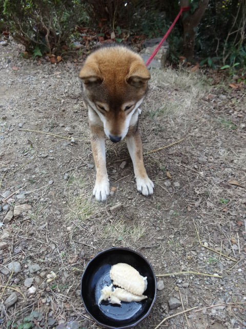 私ならどうする 鶏の骨編 あけましておめでとうございます 柴犬のきもち ミルキーのブログ