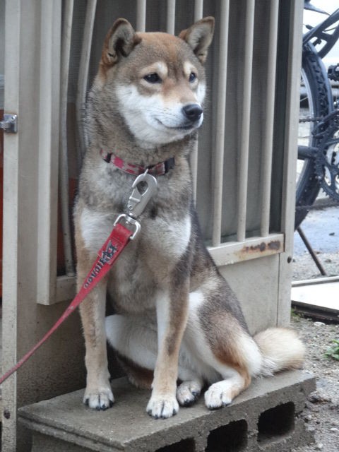 我慢は硬いウンチを呼ぶ 犬ご飯レシピ トマト煮 はくさい 鶏モモ肉 セロリ 柴犬のきもち ミルキーのブログ