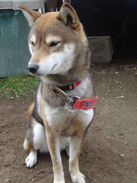 庭にウンコが 犬はいつ 便意を催す うんちをしたい気分 になるのか 柴犬のきもち ミルキーのブログ