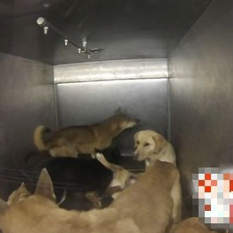 犬達のsos 愛媛県動物愛護センターでは 殺処分した犬猫達を置いた台が斜めになり下の焼却炉にゴミのように落とす 犬達のsos 記事 バックナンバー編