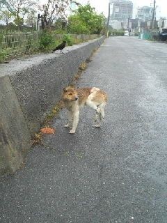 犬達のSOS☆山口県下松埠頭で周南保健所の虐待職員達から逃げ回ってい 