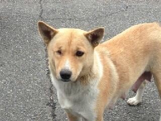 犬達のsos 山口県下松埠頭のワイヤー犬と 虐待され片目になったワンちゃんのパトロールにハッピーさんが行かれました 釣り人や通行人にも聞き取り 犬達のsos 記事 バックナンバー編