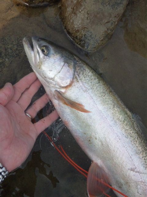 ハイブリットです A Trip And Lure Fishing