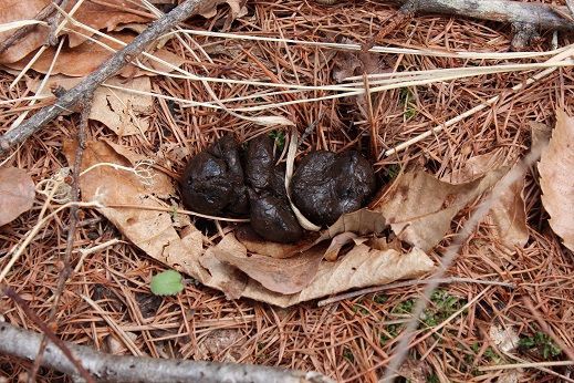 生まれたてのフン ベルデ軽井沢のブログ