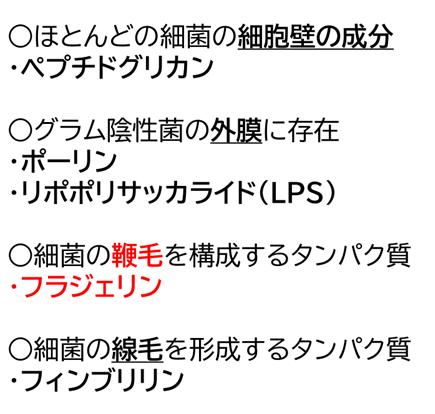 118回歯科医師国家試験 問題：鞭毛の成分 : ロムニーハウス勉強会® 119