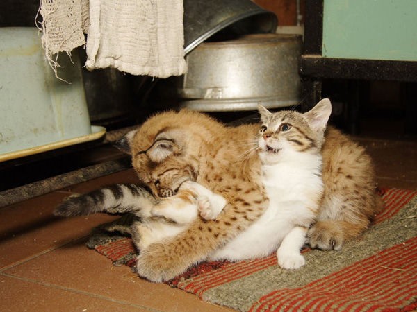 淡路島の イングランドの丘 では野良猫を排除する 殺処分する 方針がとられているそうだ 南あわじ市の市政と県病について