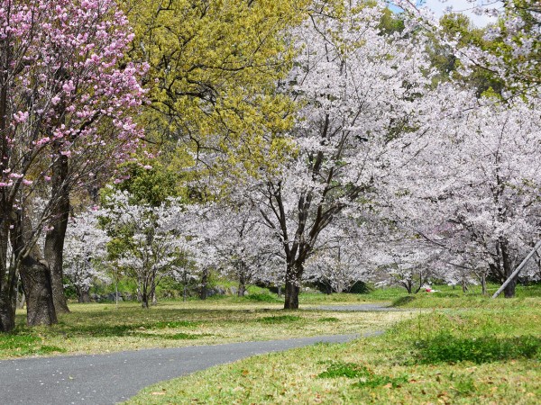 万日山緑地公園の桜が満開です くまもと自然だより