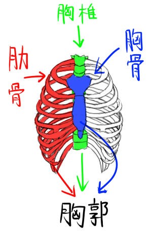 胸 大胸筋と肋骨について イラストのはなしをしよう