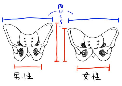 骨盤の性差とウエストの見え方 イラストのはなしをしよう