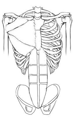 腹筋等の お腹の筋肉 イラストのはなしをしよう