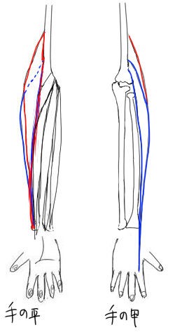 前腕の筋肉4 手の甲側 イラストのはなしをしよう