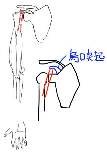 腕の筋肉2 筋肉の構造をふまえて脇の下を描く イラストのはなしを