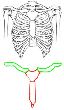 胸 大胸筋と肋骨について イラストのはなしをしよう