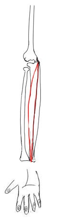 腕の筋肉3 前腕の筋肉 手のひら側 イラストのはなしをしよう