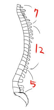 背骨の話 イラストのはなしをしよう