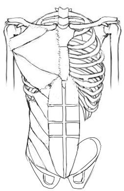 腹筋等の お腹の筋肉 イラストのはなしをしよう