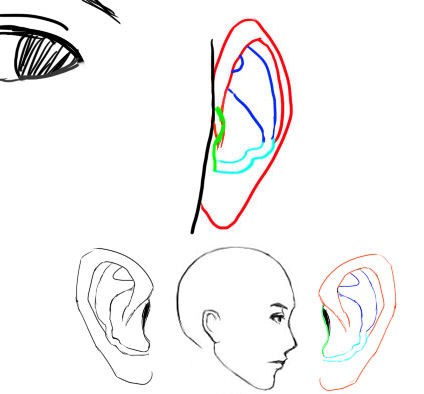 耳の角度色々1 イラストのはなしをしよう