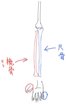 腕の筋肉3 前腕の筋肉 手のひら側 イラストのはなしをしよう