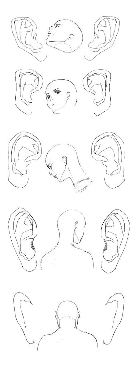 耳の角度色々2 イラストのはなしをしよう