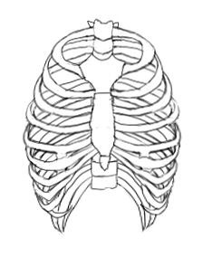 胸 大胸筋と肋骨について イラストのはなしをしよう