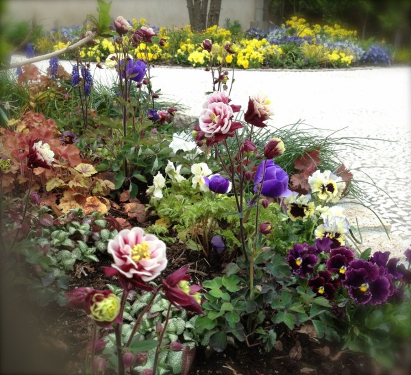 オダマキすき 吉谷桂子のガーデニングブログ