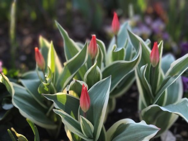 Gwの銀河庭園 吉谷桂子のガーデニングブログ