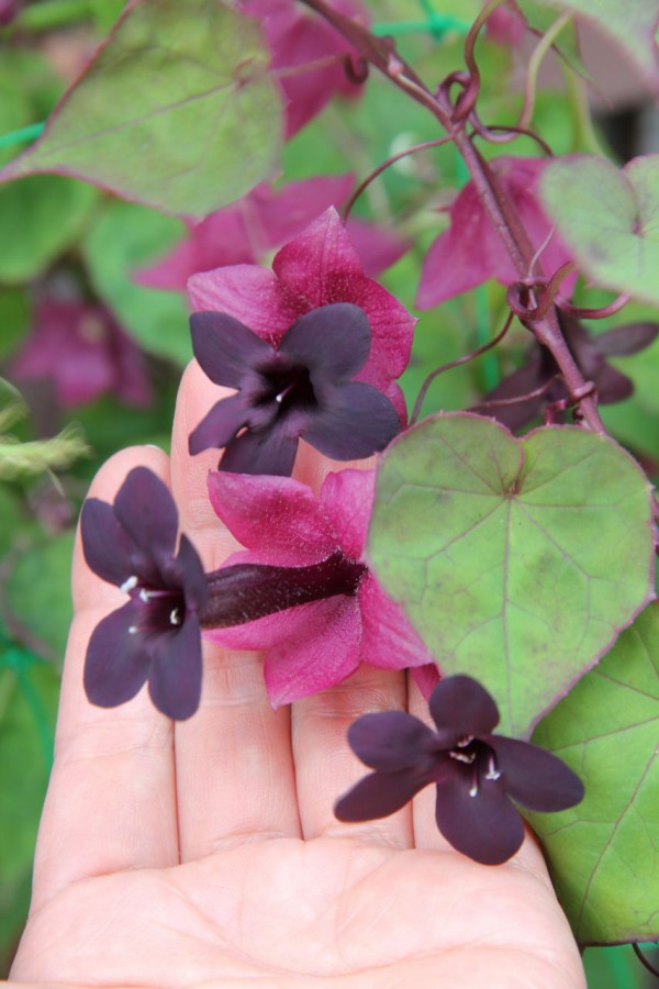 ロドキトン パープルベル 吉谷桂子のガーデニングブログ ロドキトン パープルベル 吉谷桂子のガーデニングブログ