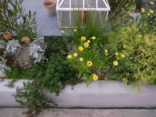 ８月のルーフガーデンで咲く花 その１ 吉谷桂子のガーデニングブログ