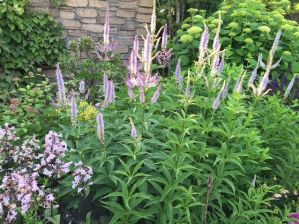 バラと宿根草の季節到来 星の王子さまミュージアム 3 吉谷桂子のガーデニングブログ バラと宿根草の季節到来 星の王子さまミュージアム 3 吉谷桂子のガーデニングブログ