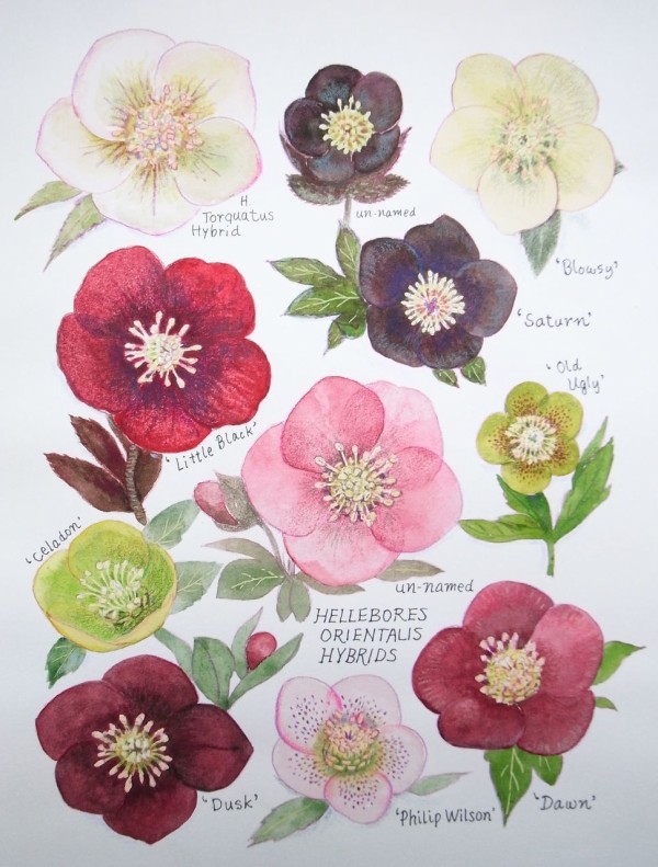 クリスマスローズの寄せ植え 吉谷桂子のガーデニングブログ