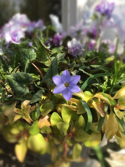 植えっぱなし球根類続々開花スタート 吉谷桂子のガーデニングブログ