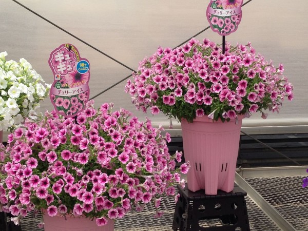 M B フローラさんの展示会にて 吉谷桂子のガーデニングブログ