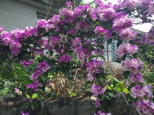 台湾の花探し 吉谷桂子のガーデニングブログ