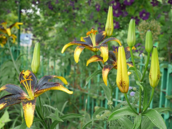 6月上旬に咲く魅力的な花 : 吉谷桂子のガーデニングブログ