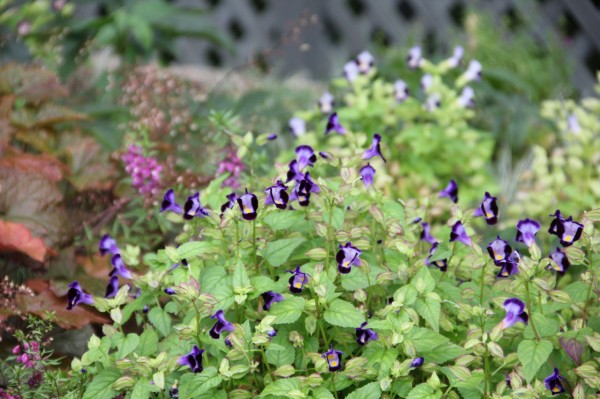夏の終わり 吉谷桂子のガーデニングブログ