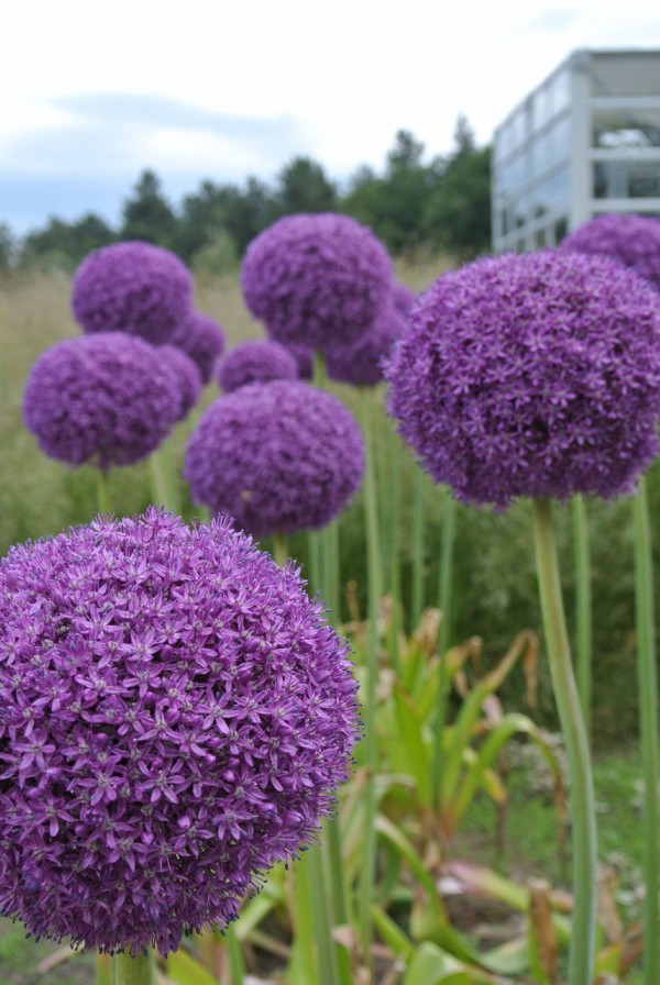 オランダ フロリアード12 回想篇 吉谷桂子のガーデニングブログ