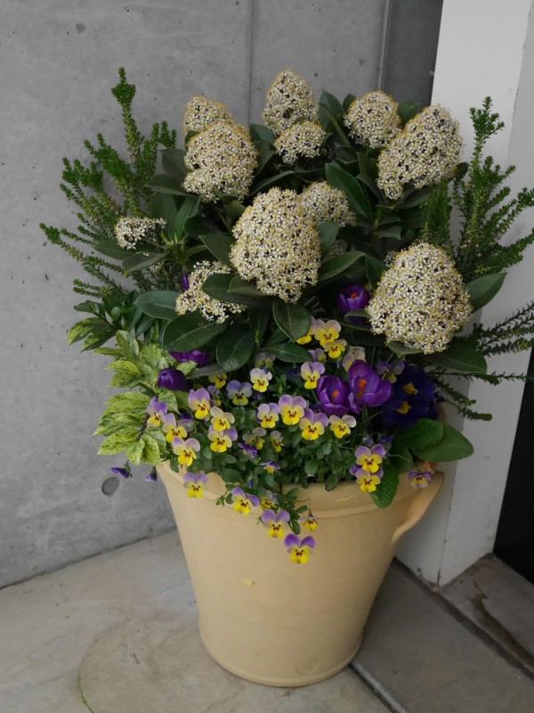 春の展開 寄せ植え : 吉谷桂子のガーデニングブログ