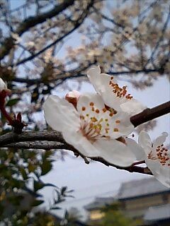 紅スモモの花が満開 Small Talk