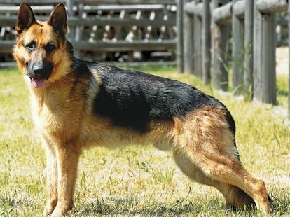 かっこいい 保護犬 すーぷ 預かり日記