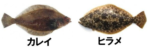 号外 新種発見 驚愕 Oleai Beach Bar Grill