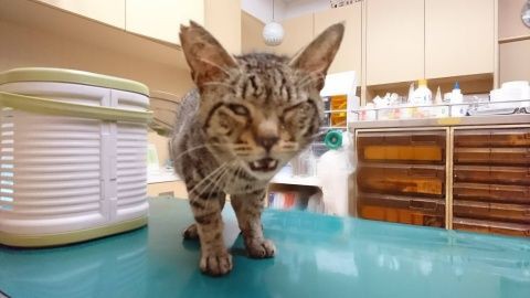 瞬膜が癒着した猫 Npo法人leeloo 活動日記