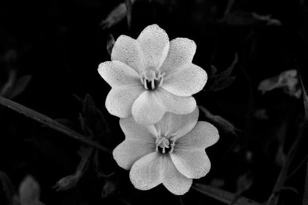 一眼レフ モノクロ写真を撮ってみた 煙草にフルーツオレ 一眼レフ モノクロ写真を撮ってみた 煙草にフルーツオレ