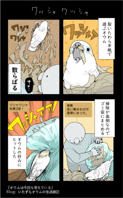 藁半紙で遊ぶオウム画像 いたずらオウムの生活雑記