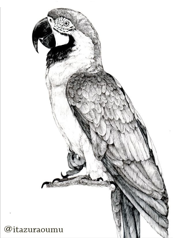 コンゴウインコ　絵画 楽天市場】コンゴーウインゴ 鳥の絵 手描き 絶滅種 ポスター 額