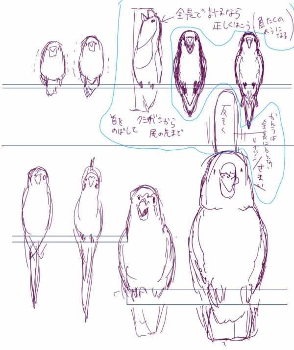 50 鳥 正面 イラスト 動物ゾーン